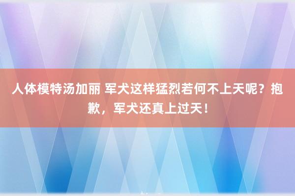 人体模特汤加丽 军犬这样猛烈若何不上天呢？抱歉，军犬还真上过天！